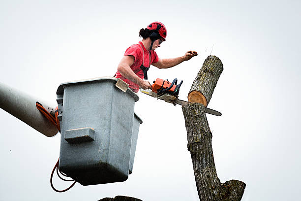 Swedeland, PA Tree Care Company